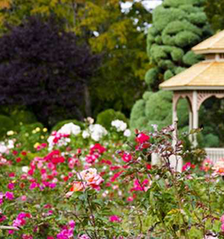 Top place Rose Garden